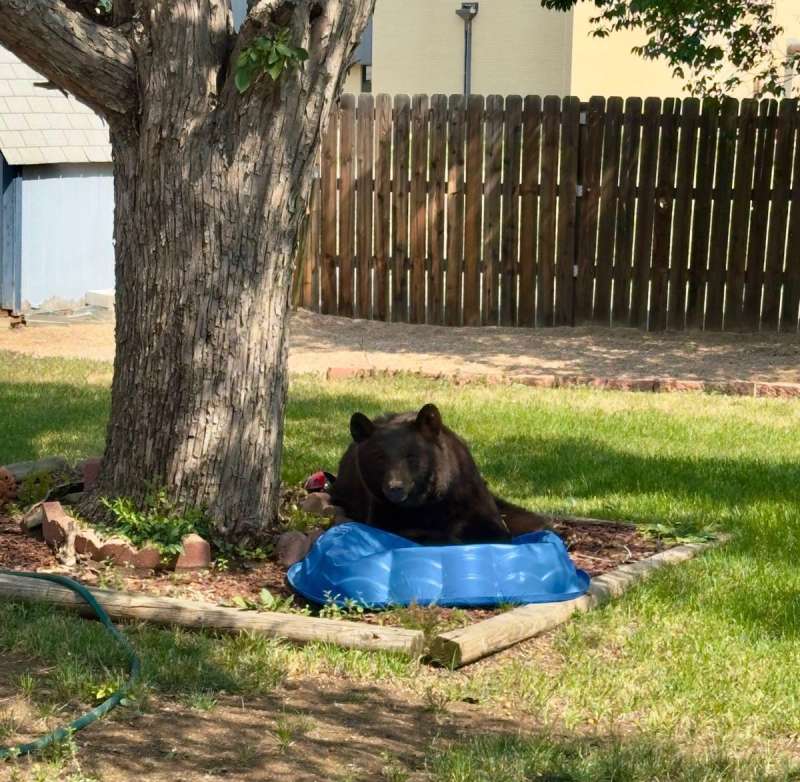 bears in Colorado cities