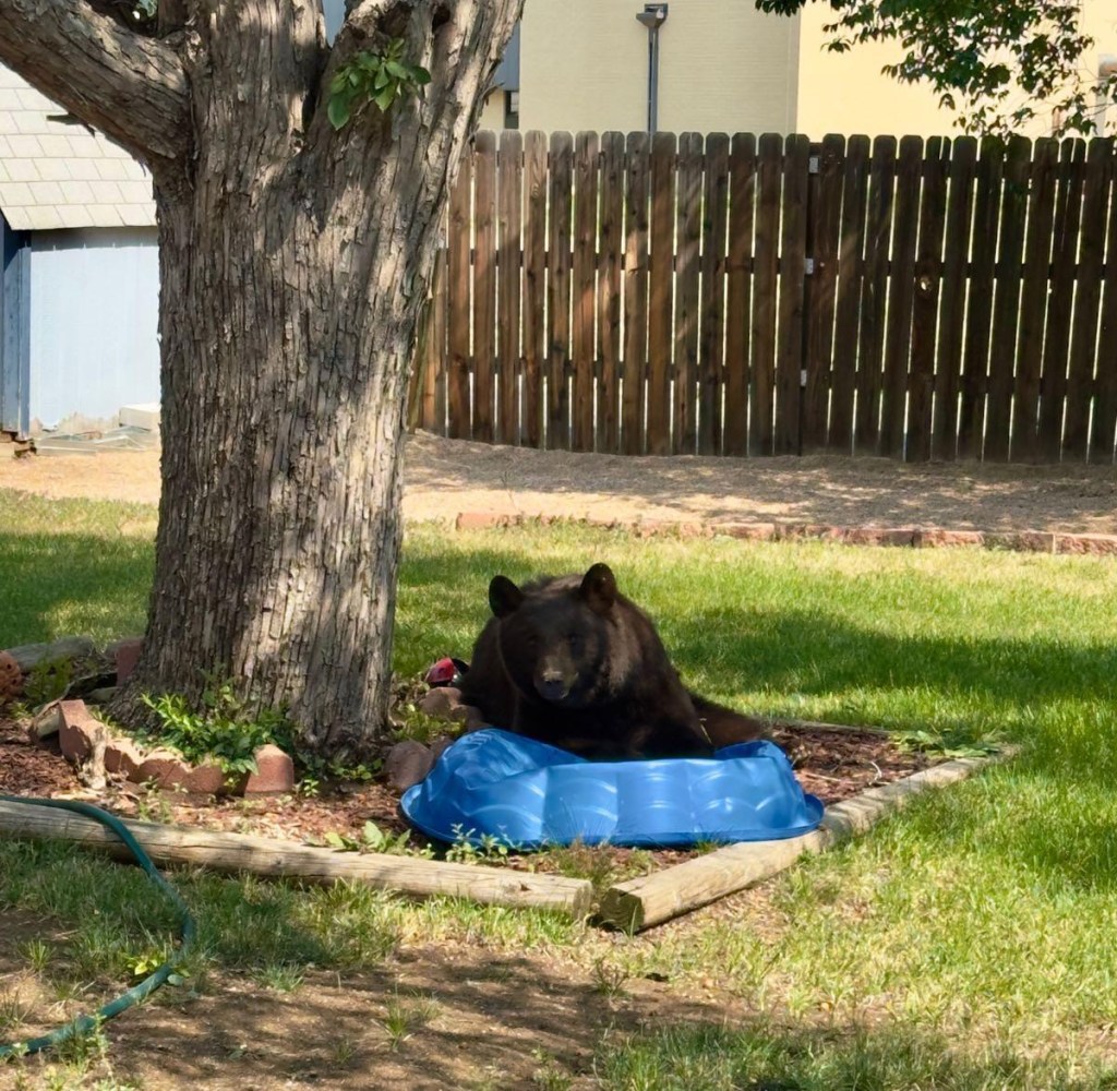 bears in Colorado cities