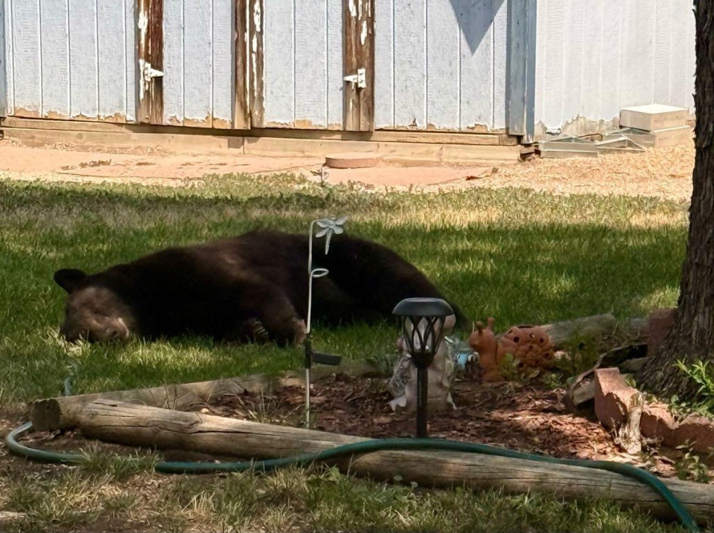 bears in Colorado cities