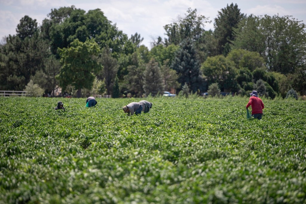 Pueblo chiles