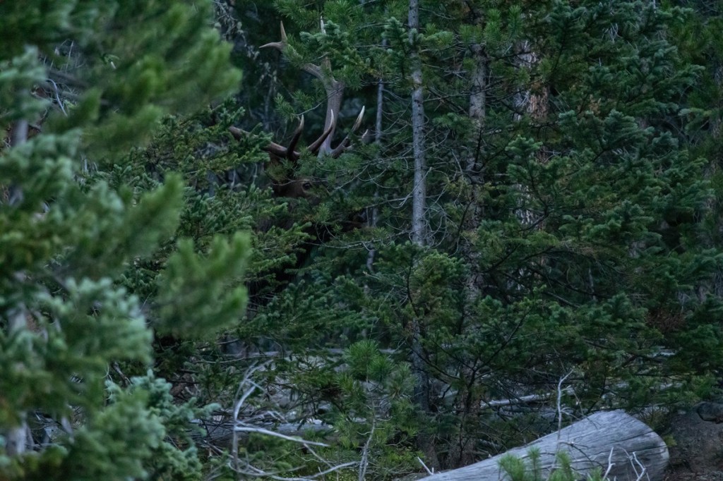 elk bugling