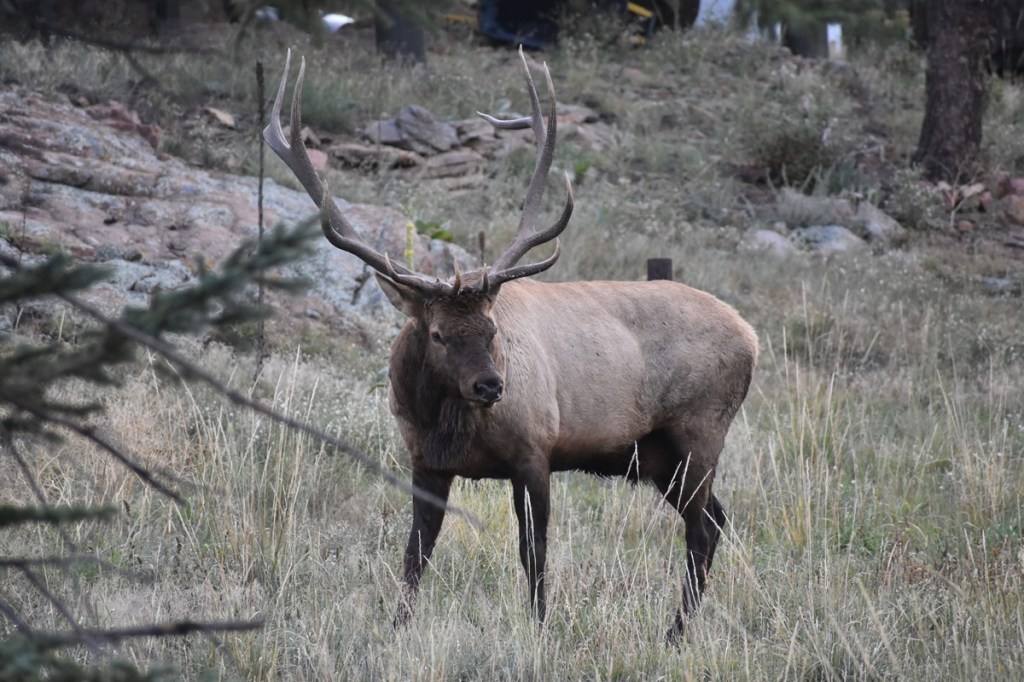 elk bugling