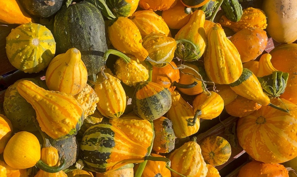 pumpkin patches in Northern Colorado